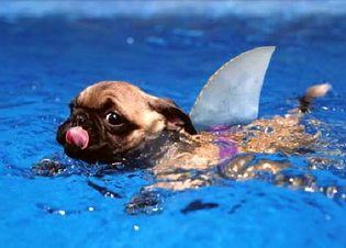 Dog-swimming1